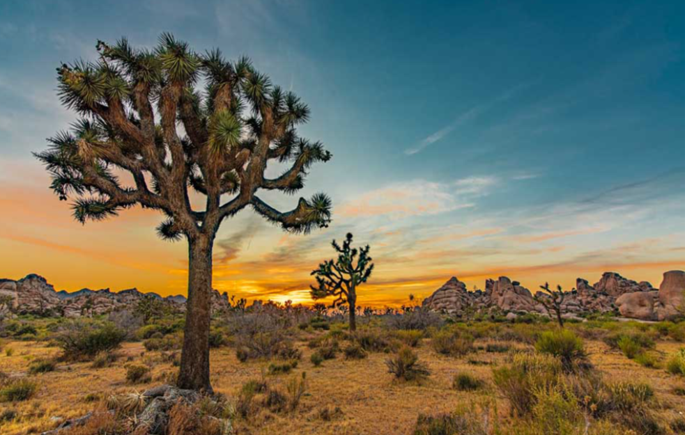 The beauty of Joshua Tree National Park